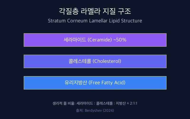 각질층 라멜라 지질 구조 모식도: 세라마이드·콜레스테롤·유리지방산의 2:1:1 몰 비율