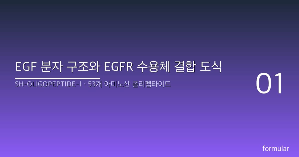 EGF 분자 구조와 EGFR 수용체 결합 도식