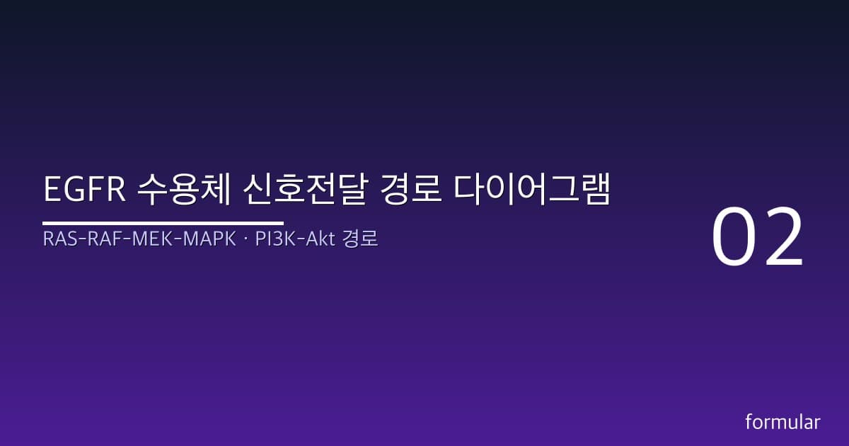 EGFR 수용체 신호전달 경로 다이어그램